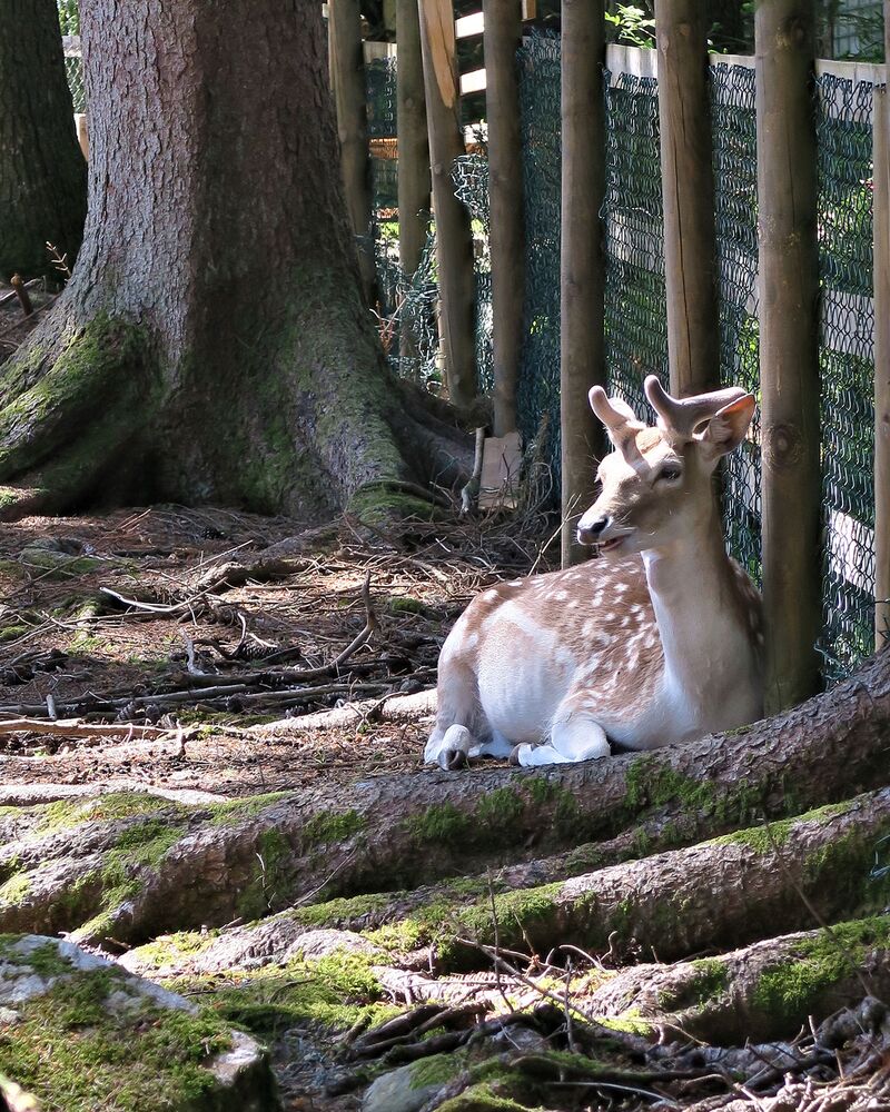 Hotelpark mit Wildgehege